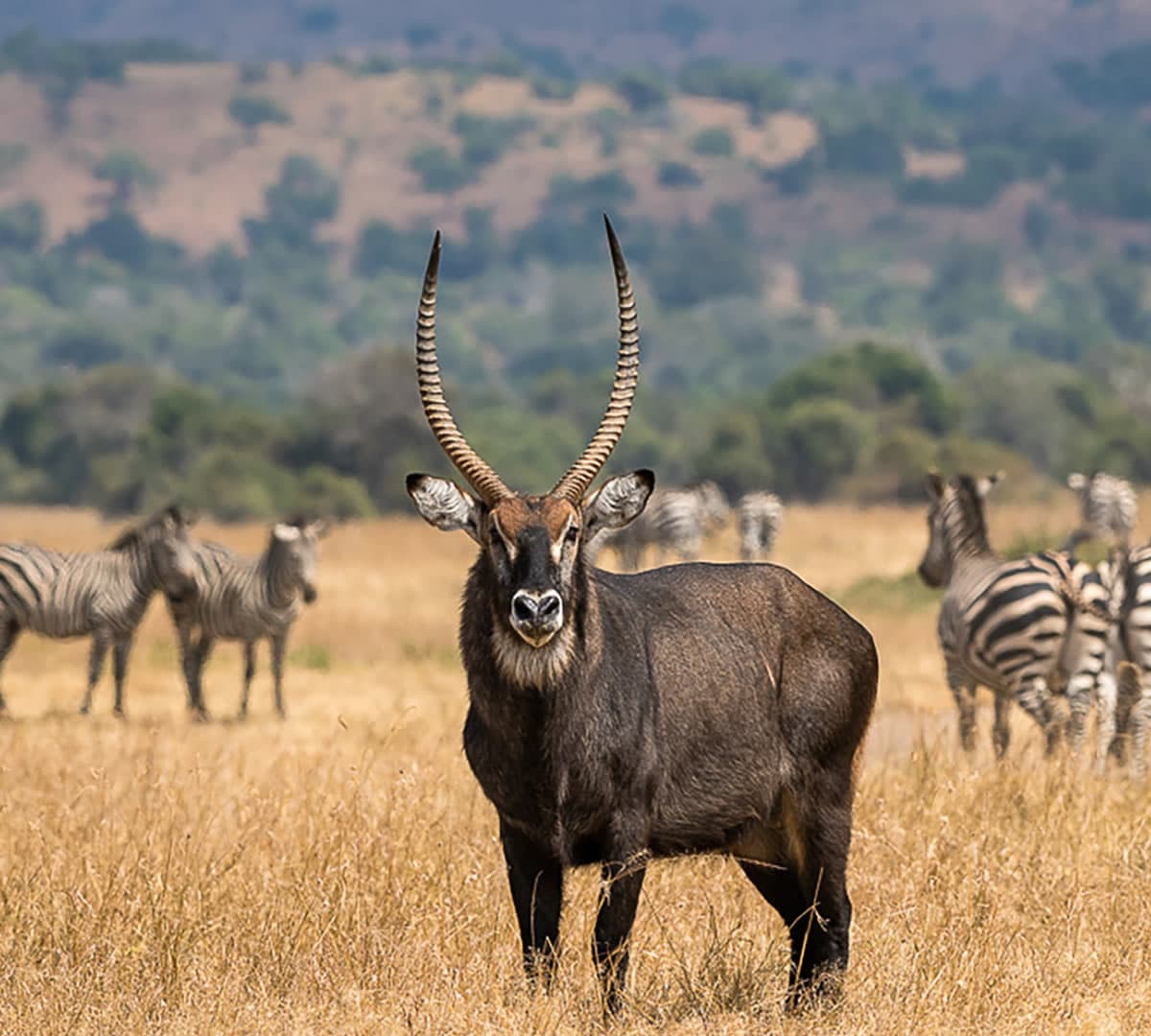 1 Day Akagera National Park Safari